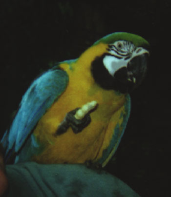 Stolen Macaw Parrot