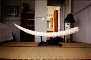 Carved Tusk