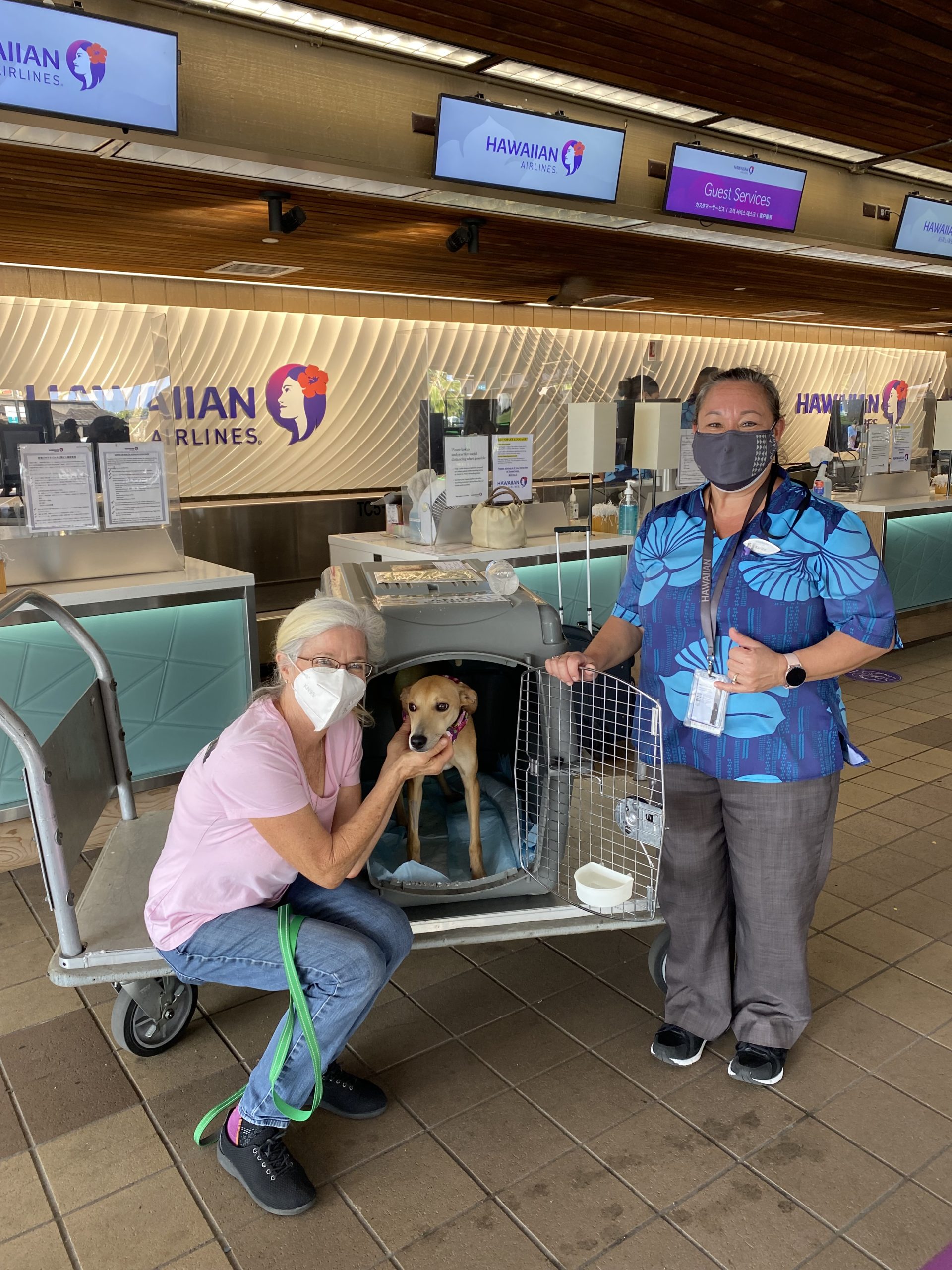 Hawaiian airlines deals cargo pets